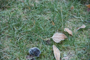 Foto: Hauert. - Zur Vermeidung von nachhaltigen Schäden empfiehlt es sich, den Rasen bei Frost oder bei Raureif nicht zu betreten.
