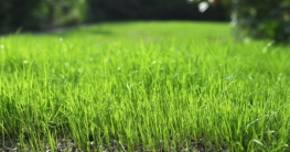 Hausbesitzer sollten wissen, welche Bedürfnisse Rasengräser haben. Dann klappt's auch mit dem satten Grün im Sommer. Foto: djd/Floragard Vertriebs-GmbH, Oldenburg